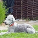 Bedlington terrier